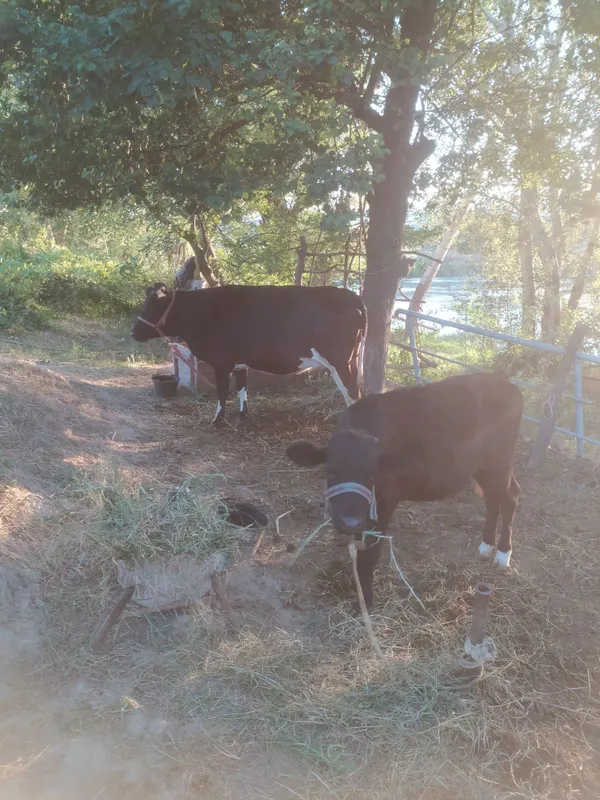 Gʻunojin sotiladi 1 yashar 3