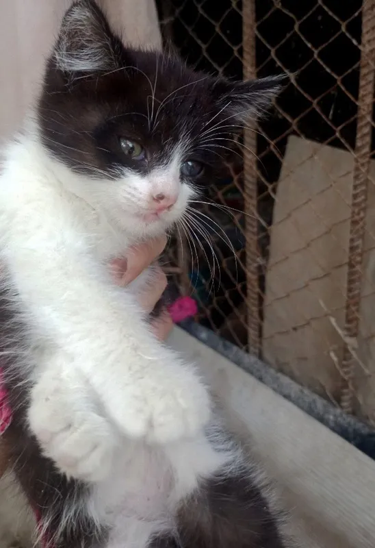 Котята,разные,2мес.мальчики и девочки 5 Котята,разные,2мес.мальчики и девочки 5