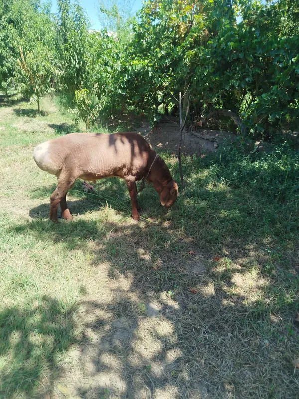 Qoʻchqor sotiladi 2 Qoʻchqor sotiladi 2