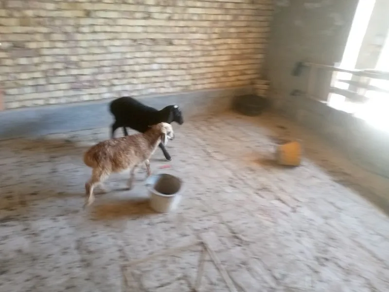 Egiz barra sotiladi 4 Egiz barra sotiladi 4
