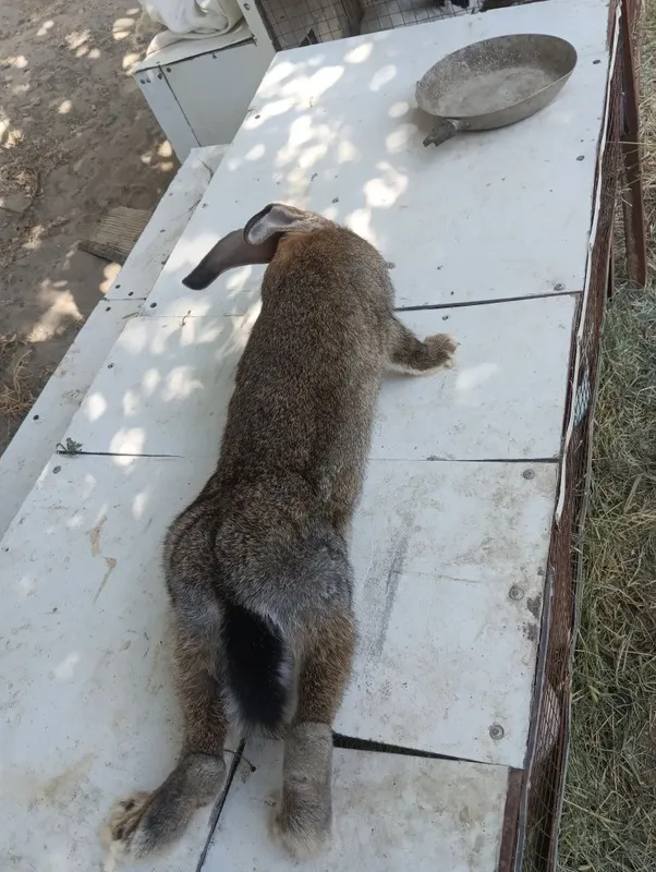 Quyon Chisti flander moda erkaklar bolalaridan ham bor 8