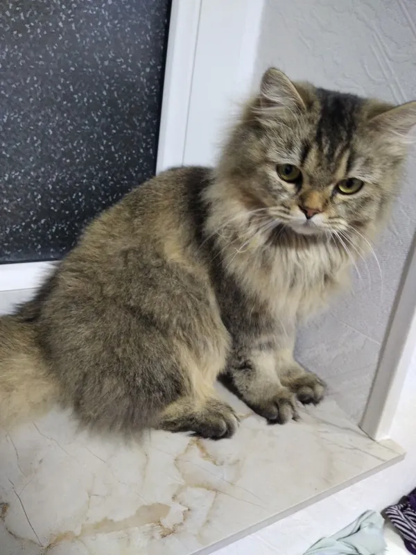 Zotli mushuk sotiladi 2 Zotli mushuk sotiladi 2