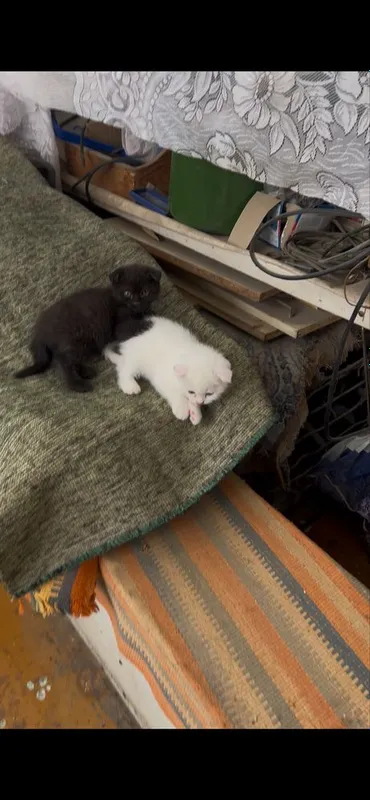 Котята британские вислоухие