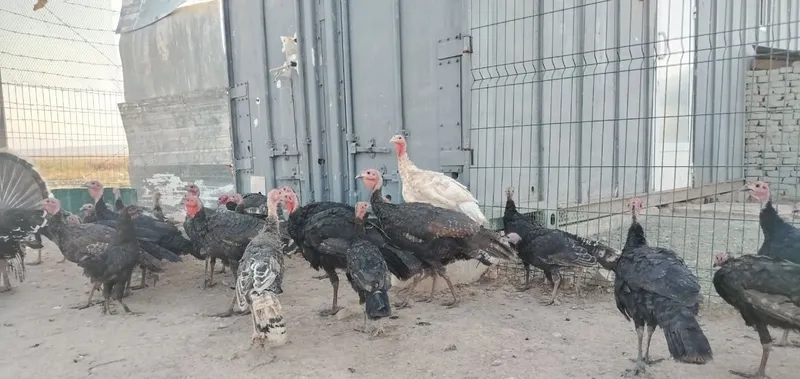 Kurkalar bor 30 ta chiqadi 5