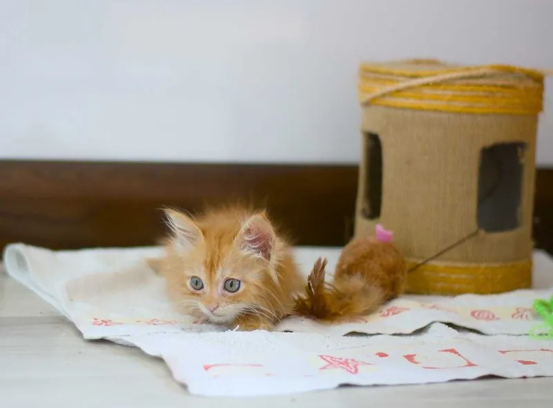 Пристраивается маленькая кошечка. 2 Пристраивается маленькая кошечка. 2