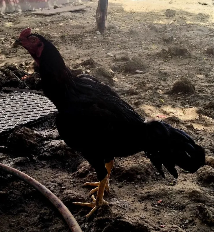 Dakan xoʻroz qora sotiladi 4 Dakan xoʻroz qora sotiladi 4