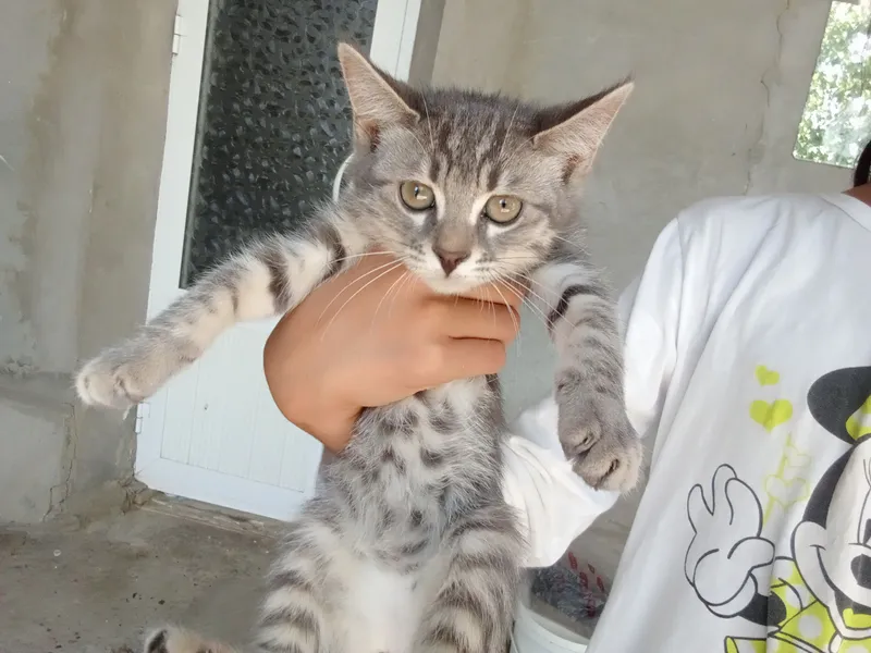 Mushuk