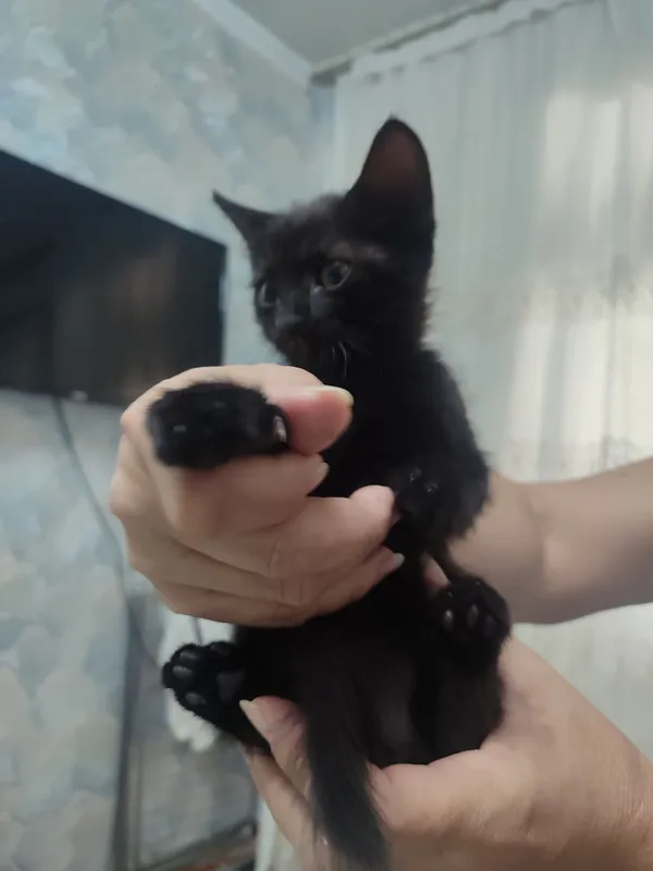 Отдам даром котят 2 месяцев 3 Отдам даром котят 2 месяцев 3