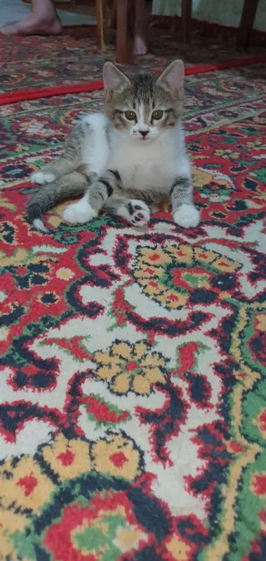 Yaxshi qo‘llarga beramiz 1 Yaxshi qo‘llarga beramiz 1