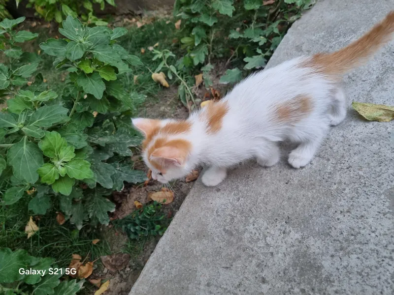 Котята 2 Котята 2