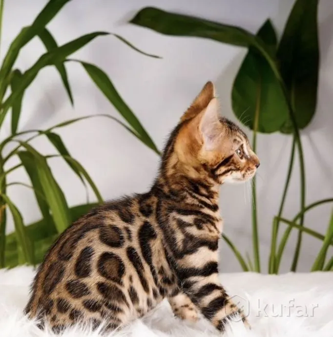 Bengal bolalari sotiladi srochno 4