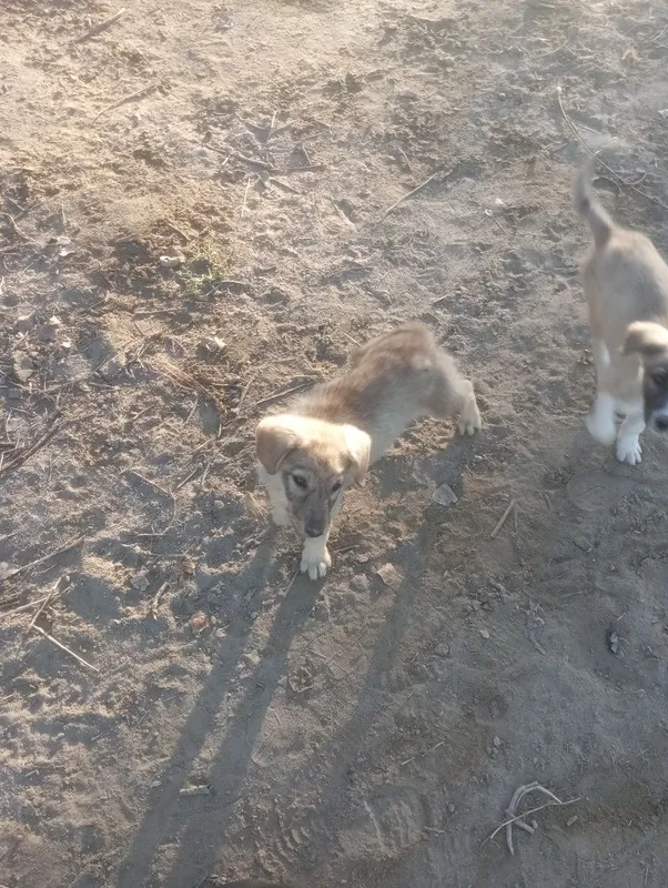 Kuchukchlar kimga kerak 1 Kuchukchlar kimga kerak 1