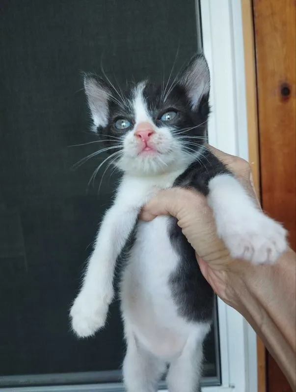Котята в добрые руки 2 Котята в добрые руки 2