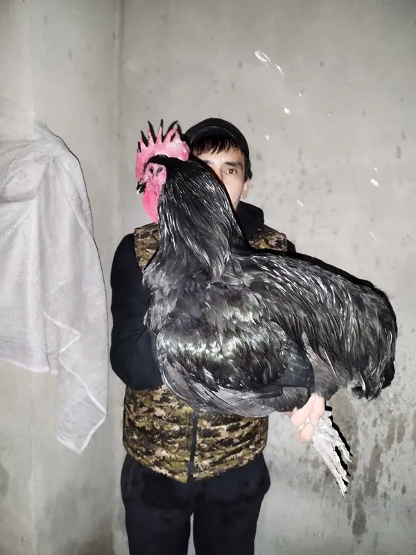 Judayam yirik gigant narsalani bollari