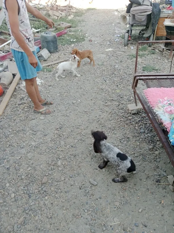 Spaniel kuchukchalar sotiladi 2