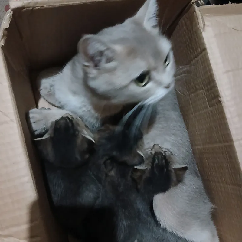 Продаётся кошка 4 Продаётся кошка 4