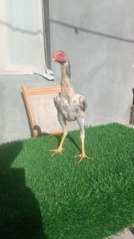 Dakan joja sotiladi