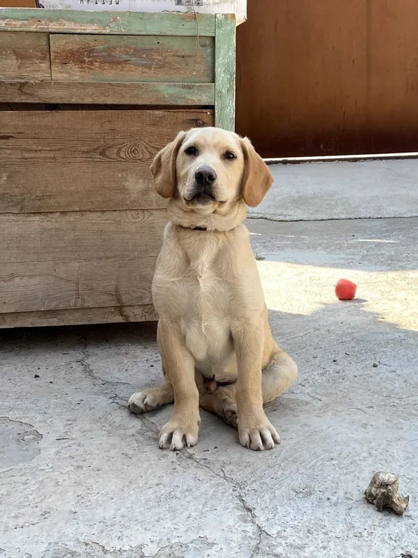 Labrador Retriever — фото 1