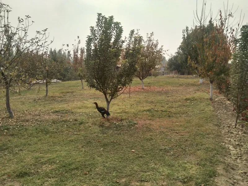 Yer sotiladi, 6 sotix