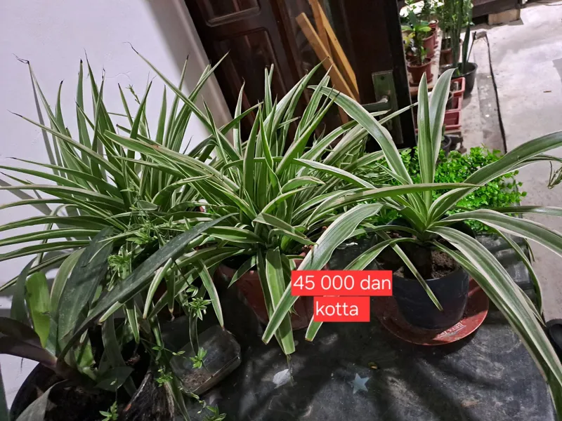 Honaki gullar sotila holati zoʻr 1 Honaki gullar sotila holati zoʻr 1