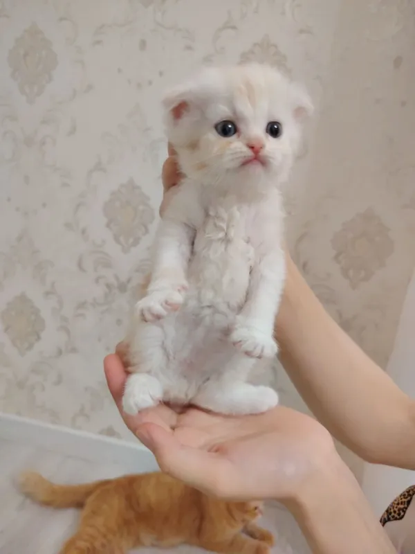 Котята скот иш фолд — фото 5