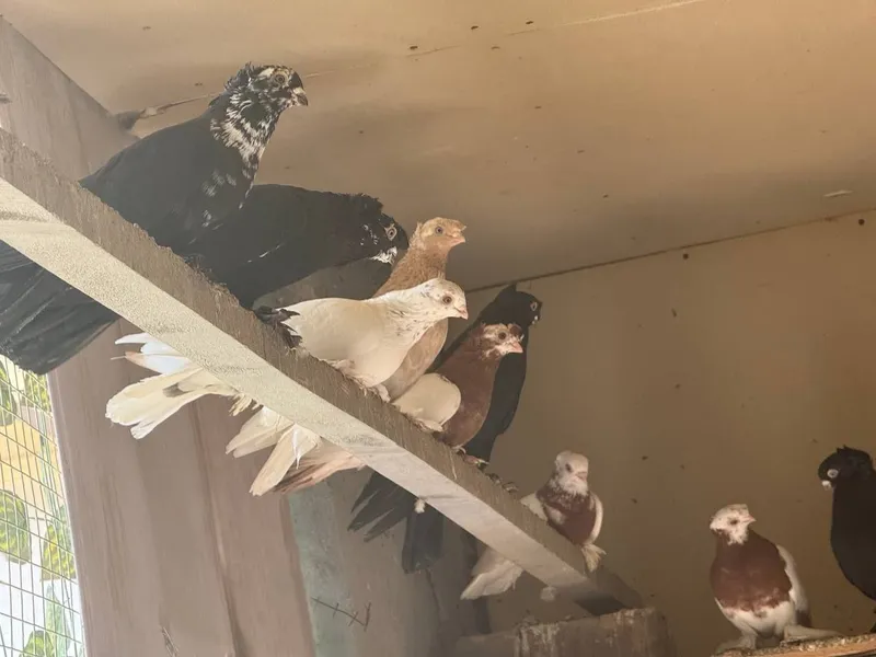 Продаются голуби, kaptar, голубь 2 Продаются голуби, kaptar, голубь 2