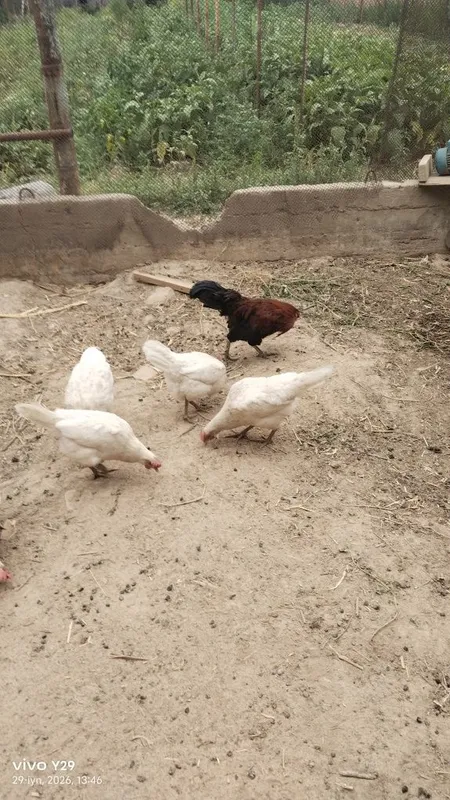 Assalom aleykum tovuqlar bor arzon hammasi tuxmda