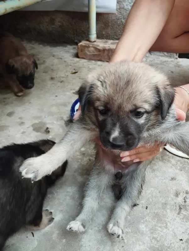 Отдам даром щенков в добрые руки. Хадияга кучукчалар бераман. — фото 1