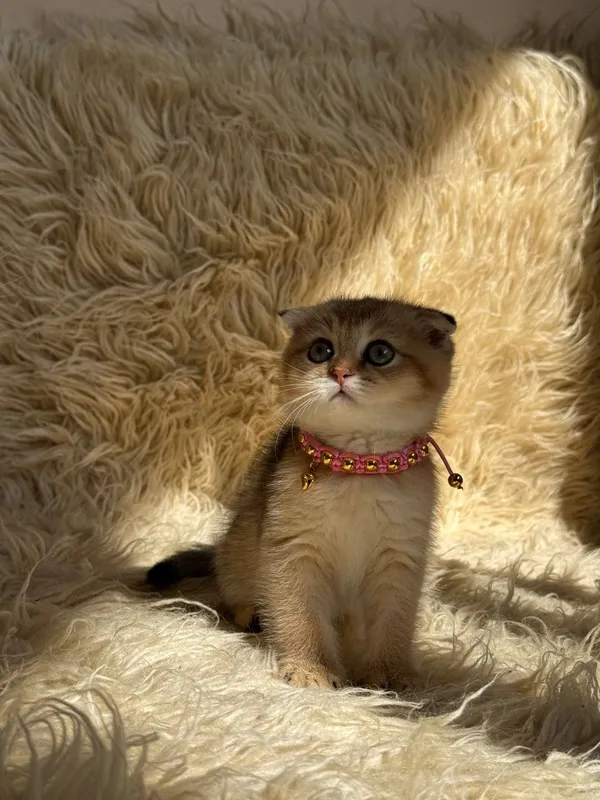 Продаётся Шотландский залатистий шиншилла фолд и страйт — фото 1