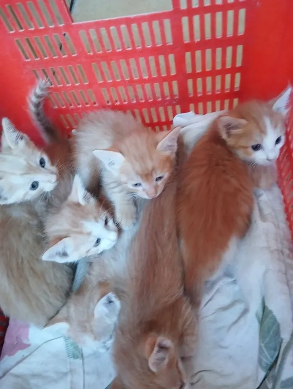 Pishik bollari yaxshi qoʻllarga beriladi 1