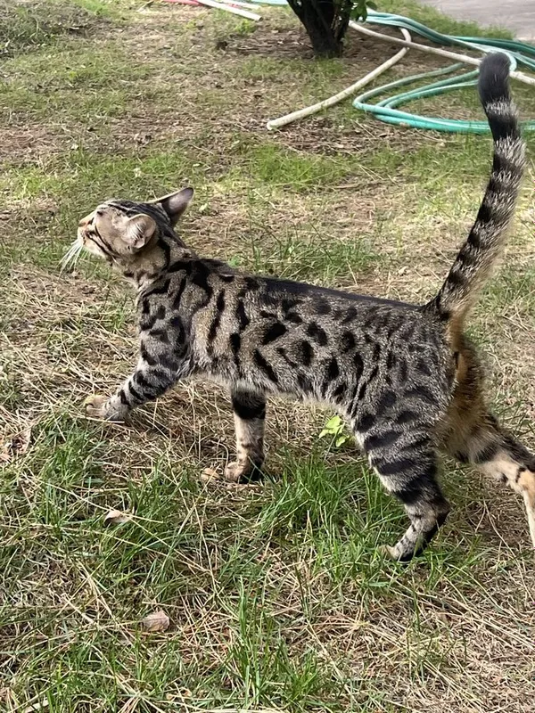Бенгальская кошка — фото 1
