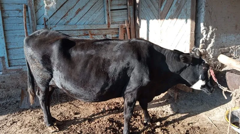 Yeb ichishi zoʻr..pul kerak sotilyapti. — фото 4