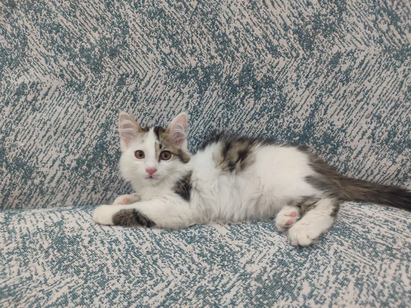 Котенок мальчик 3 месяца ищет пап-мам.