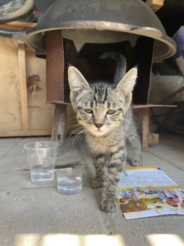 Котёнок нуждается в вашей помощи!!! 1 Котёнок нуждается в вашей помощи!!! 1