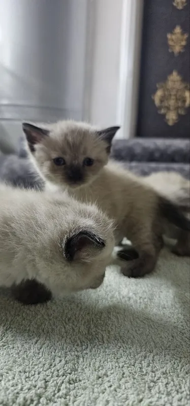 Продаются тайские котята