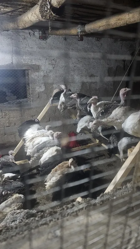 Kurkalani olasiz g'am tashvishga botasiz 1 Kurkalani olasiz g'am tashvishga botasiz 1