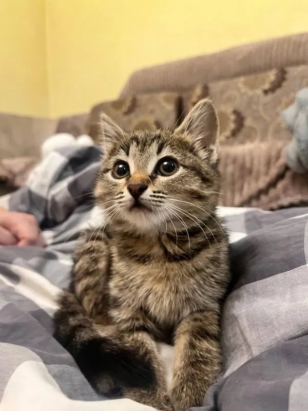 Маленький котенок, очень ласковый и ручной