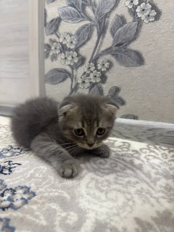 Скоттиш Фолд, 2 мальчики 1 Скоттиш Фолд, 2 мальчики 1