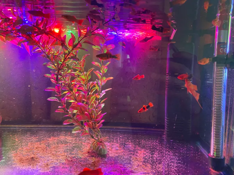 Akvarium baliqlari bilan sotiladi 2
