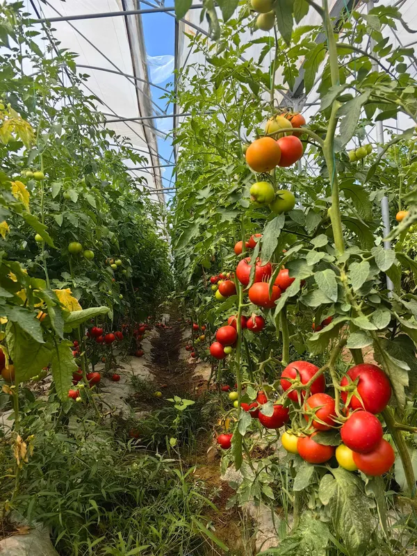 Помидоры вкусные и красивые — фото 3