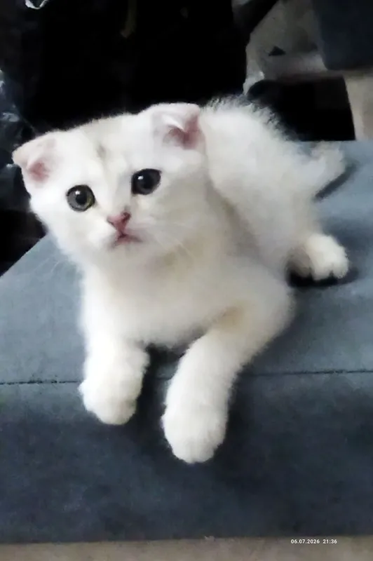 Ajoyib mushukchalar sotiladi, kumush chinchilla 2