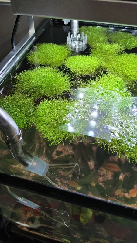 Mox richiya akvarium suv oʻti Suv yuzasida va oddiy sharoitda oʻsadi M