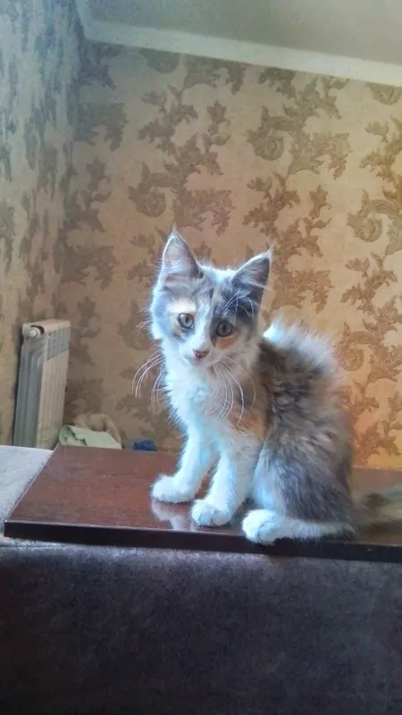 Мейн-кун котёнок