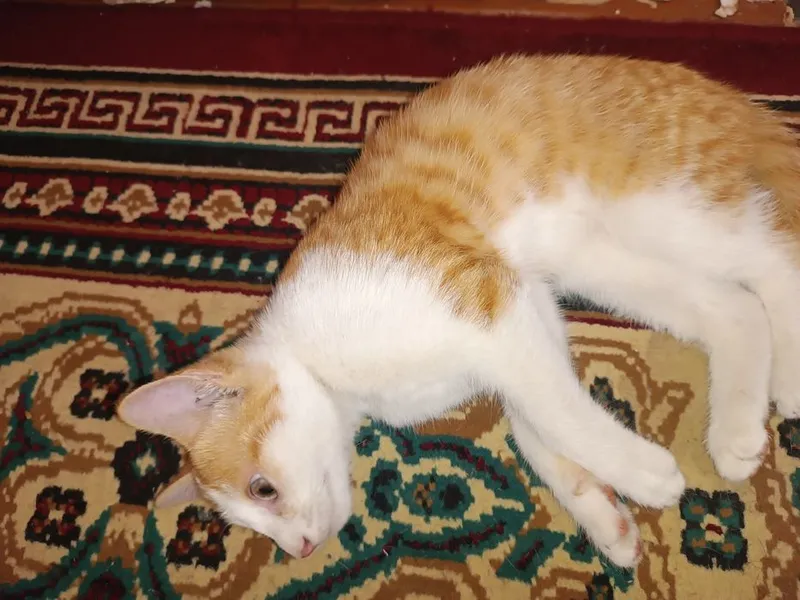 mushuk hadyaga beriladi 3