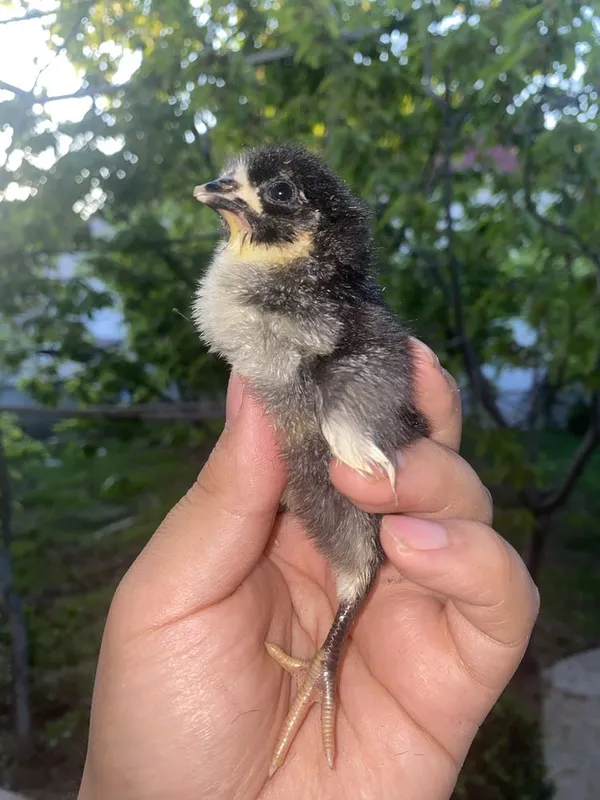 Qora shaxzoda joja lari qora shahzoda корашахзода жужа кора шахзода — фото 1