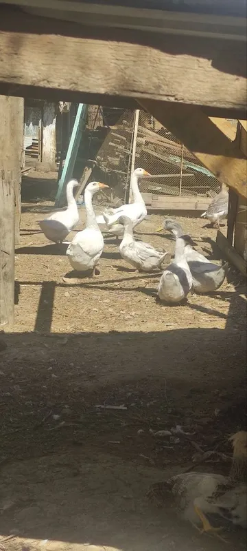 Gozla,ordela,tovular