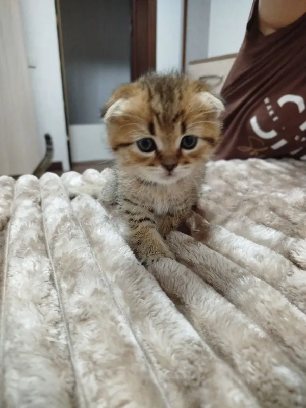 Продаются потрясающие, красивые, ласковые , нежные породистые котята — фото 6