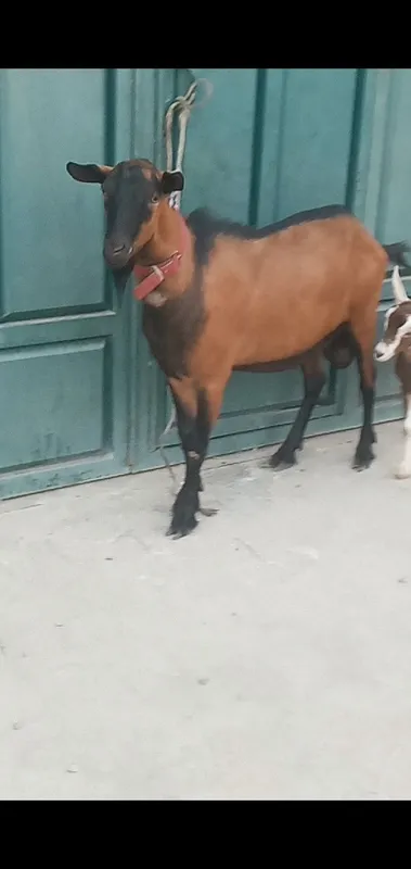 Алпин така зотлик парода. 2 Алпин така зотлик парода. 2