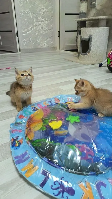 Продаются котятки — фото 1