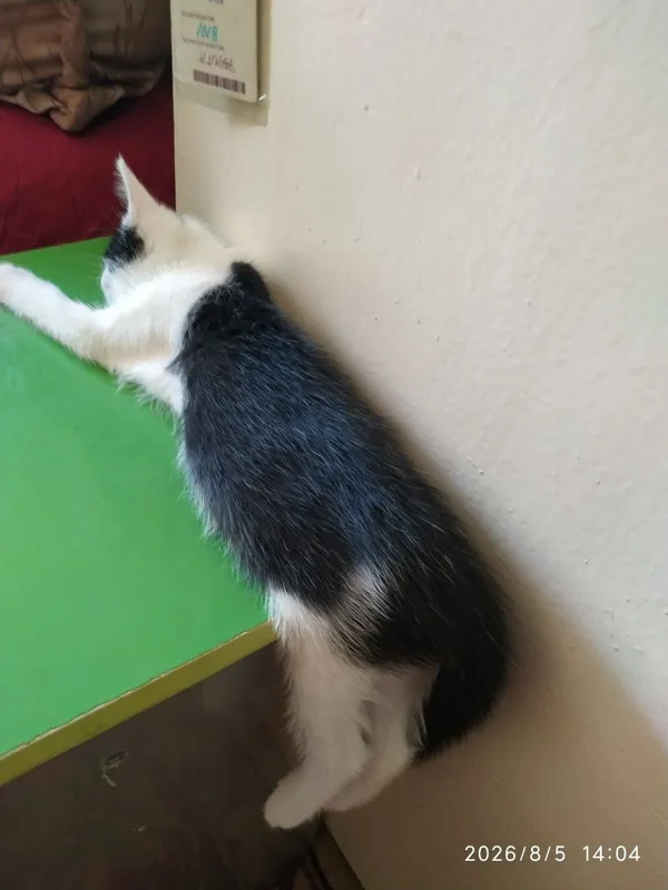 Котята в добрые руки 4 Котята в добрые руки 4